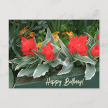Kleurrijke felrode tulpen gelukkige verjaardag blo