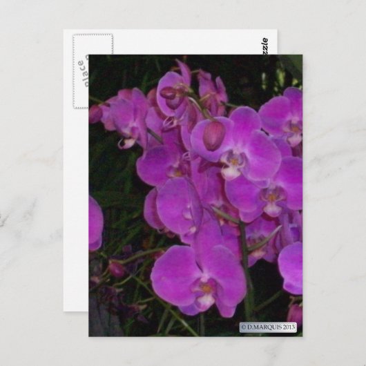 KLEURRIJKE FLORA #3 Briefkaarten (Voorkant / Achterkant)