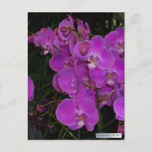 KLEURRIJKE FLORA #3 Briefkaarten (Voorkant)