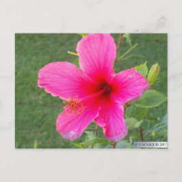 KLEURRIJKE FLORA #6 BRIEFKAART