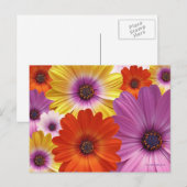 Kleurrijke Floral Medley van African Daisies Briefkaart (Voorkant / Achterkant)