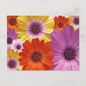 Kleurrijke Floral Medley van African Daisies Briefkaart (Voorkant)