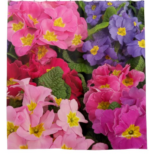 Kleurrijke Floral Pink Blue Paars Primula Flowers Douchegordijn (Voorkant)