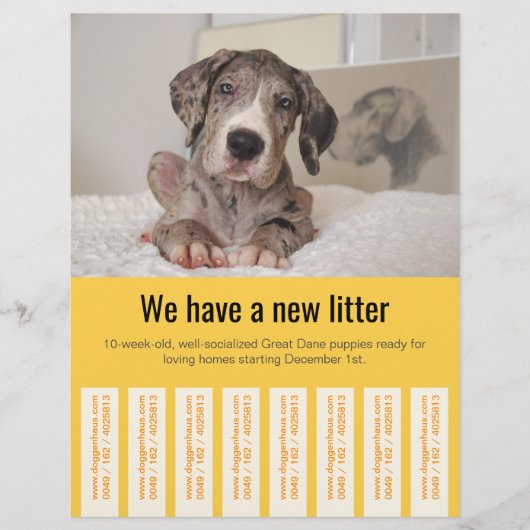 Kleurrijke flyer om Deense puppy's te verkopen (Voorkant)