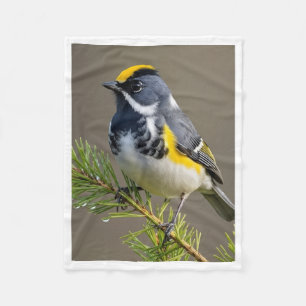 Kleurrijke goudkroonvogel op dennentak fleece deke deken