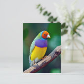 Kleurrijke gouldiaanse vink briefkaart (Staand voorkant)
