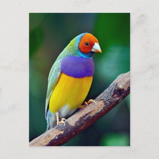 Kleurrijke gouldiaanse vink briefkaart (Voorkant)