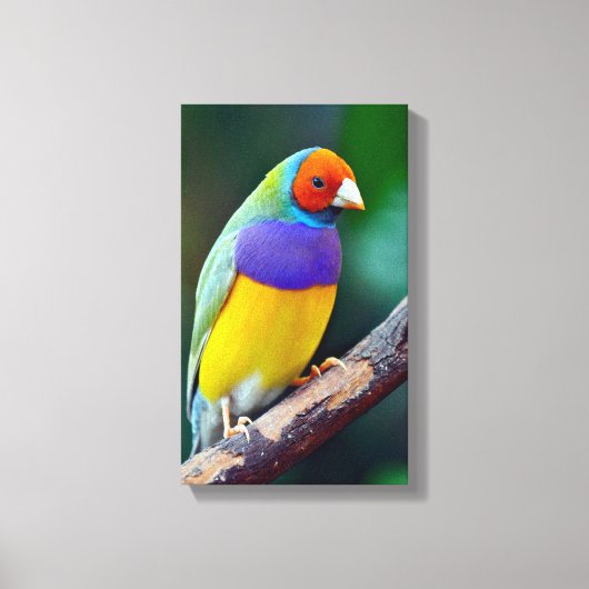 Kleurrijke gouldiaanse vink canvas afdruk (Voorkant)