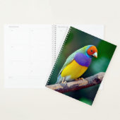 Kleurrijke gouldiaanse vink planner (Display)