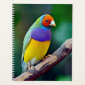 Kleurrijke gouldiaanse vink planner (Voorkant)