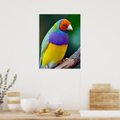 Kleurrijke gouldiaanse vink poster (Keuken)