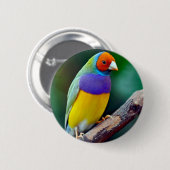 Kleurrijke gouldiaanse vink ronde button 5,7 cm (Voorkant /achterkant)