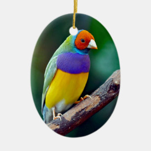 Kleurrijke gouldian finch keramisch ornament