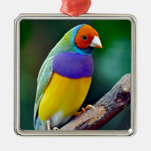 Kleurrijke gouldian finch metalen ornament