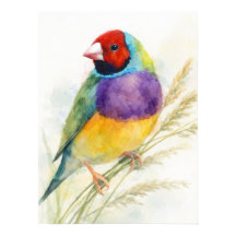 Kleurrijke Gouldian Finch Vogel Zit