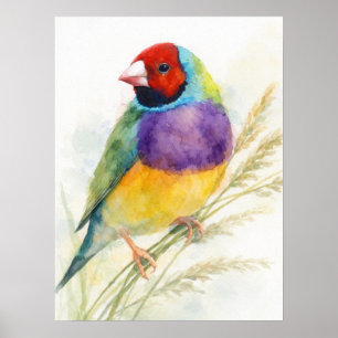 Kleurrijke Gouldian Finch Vogel Zit Poster