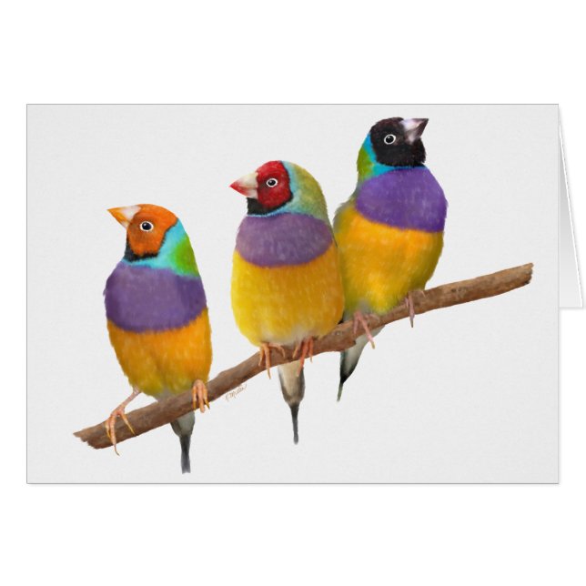 Kleurrijke Gouldian Finches in Pastels (Voorkant Horizontaal)