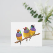 Kleurrijke Gouldian Finches in Pastels Briefkaart (Staand voorkant)