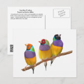 Kleurrijke Gouldian Finches in Pastels Briefkaart (Voorkant / Achterkant)