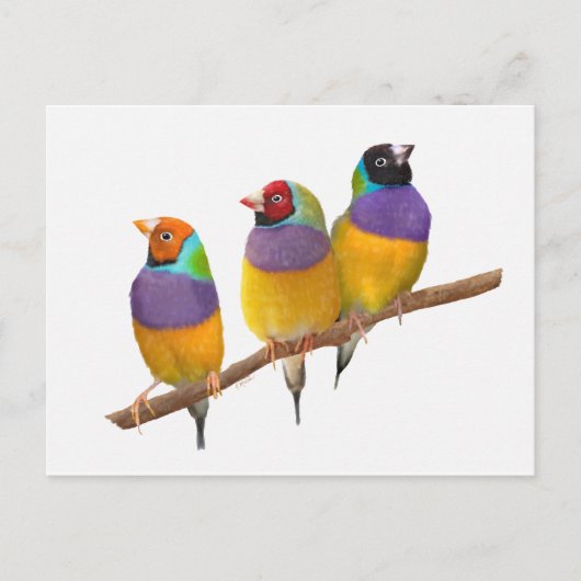 Kleurrijke Gouldian Finches in Pastels Briefkaart (Voorkant)
