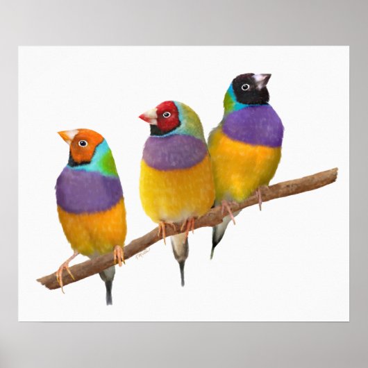 Kleurrijke Gouldian Finches in Pastels Poster (Voorkant)
