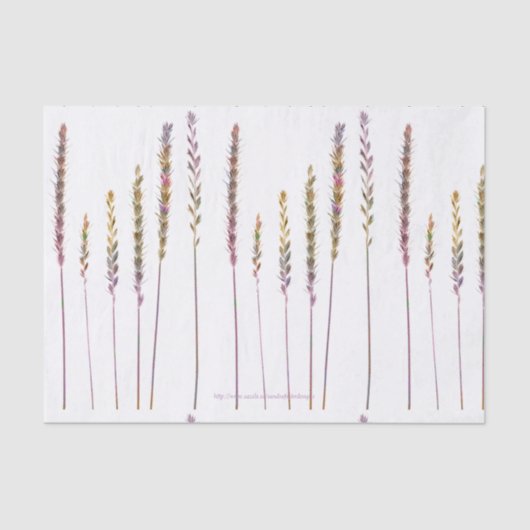 Kleurrijke grassen tissuepapier (Voorkant)