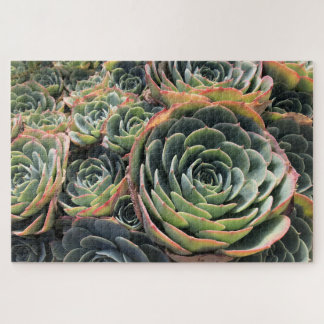 kleurrijke groene Echeveria Imbricata Succulent Legpuzzel