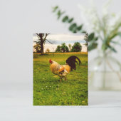 Kleurrijke Haan Boerderij Leven Foto Briefkaart (Staand voorkant)