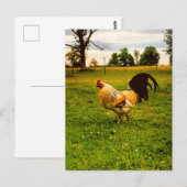 Kleurrijke Haan Boerderij Leven Foto Briefkaart (Voorkant / Achterkant)