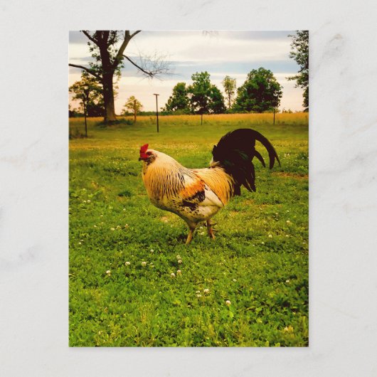 Kleurrijke Haan Boerderij Leven Foto Briefkaart (Voorkant)