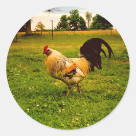 Kleurrijke Haan Boerderij Leven Foto Ronde Sticker