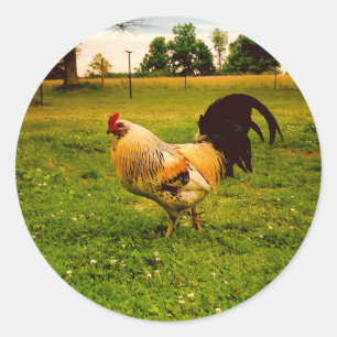 Kleurrijke Haan Boerderij Leven Foto Ronde Sticker