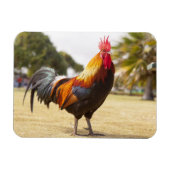 Kleurrijke Haan op Gras Magneet (Horizontaal)
