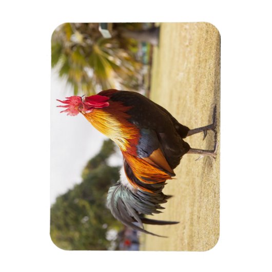 Kleurrijke Haan op Gras Magneet (Verticaal)