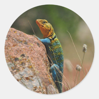 kleurrijke hagedis ronde sticker