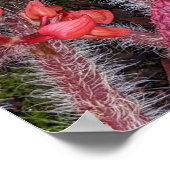 Kleurrijke Harige Begonia Bloem Poster (Hoek)