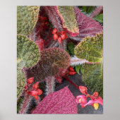 Kleurrijke Harige Begonia Bloem Poster (Voorkant)