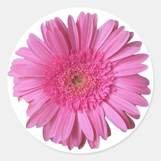 Kleurrijke Helder Roze Gerber Daisy Sticker (Voorkant)