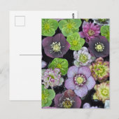 Kleurrijke hellebore bloemen    briefkaart (Voorkant / Achterkant)