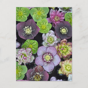 Kleurrijke hellebore bloemen    briefkaart