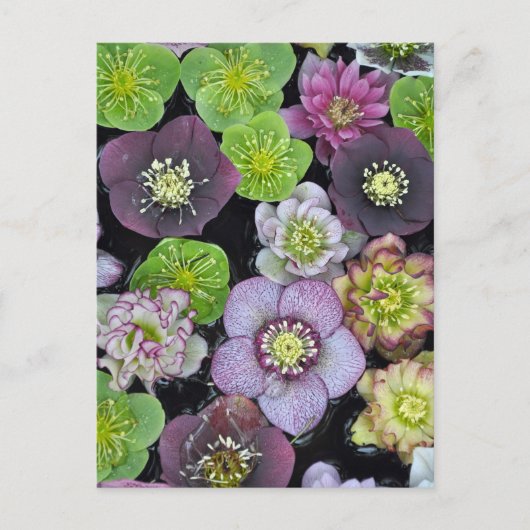 Kleurrijke hellebore bloemen    briefkaart (Voorkant)