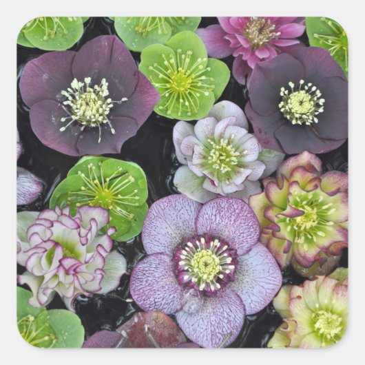 Kleurrijke hellebore bloemen vierkante sticker (Voorkant)