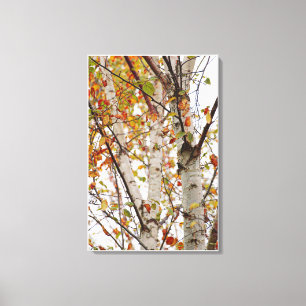 Kleurrijke Herfst Birch Trees Oranje rode gele bla Canvas Afdruk