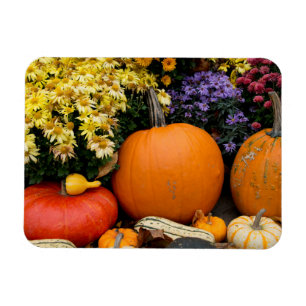 Kleurrijke herfst decoratieve pompoen display magneet