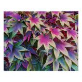 Kleurrijke herfst esdoorn bladeren perfect poster (Voorkant)