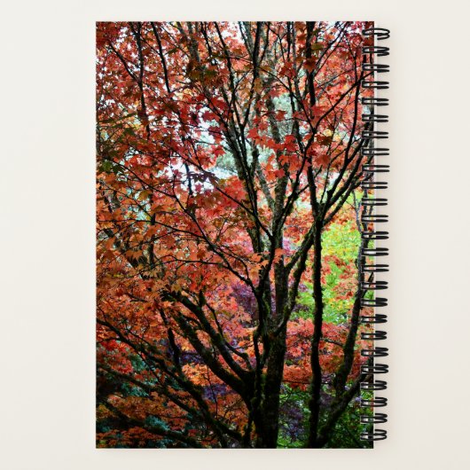 Kleurrijke herfst esdoorn boom notitieboek (Achterkant)