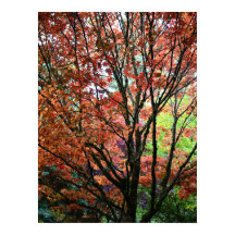 Kleurrijke herfst esdoornbladeren