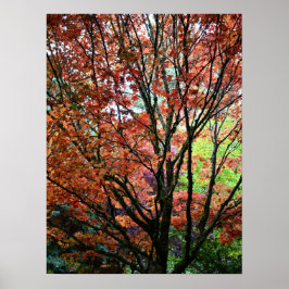 Kleurrijke herfst esdoornbladeren poster