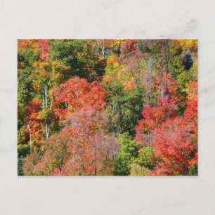 Kleurrijke herfst natuur fotografie op een helling briefkaart