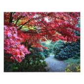 Kleurrijke Herfst Tuin Pad Natuur Foto Afdruk (Voorkant)